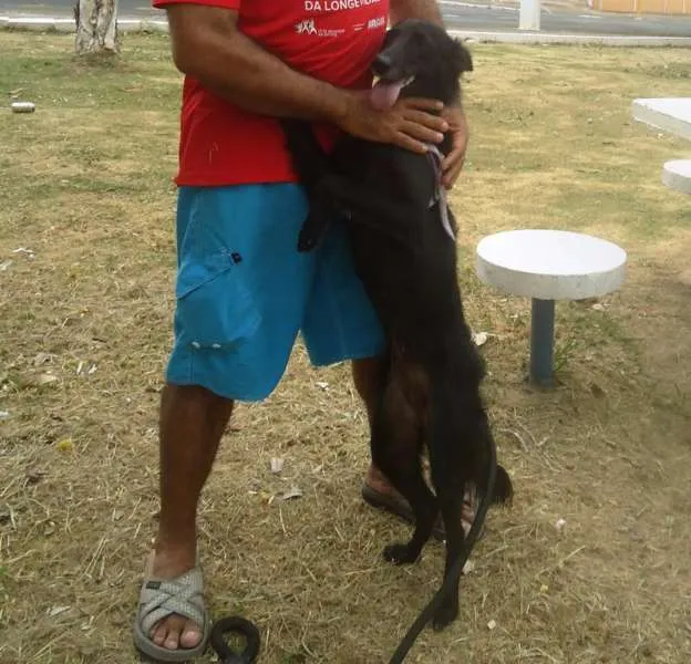 Cachorro ra a SRD idade 2 anos nome Irina