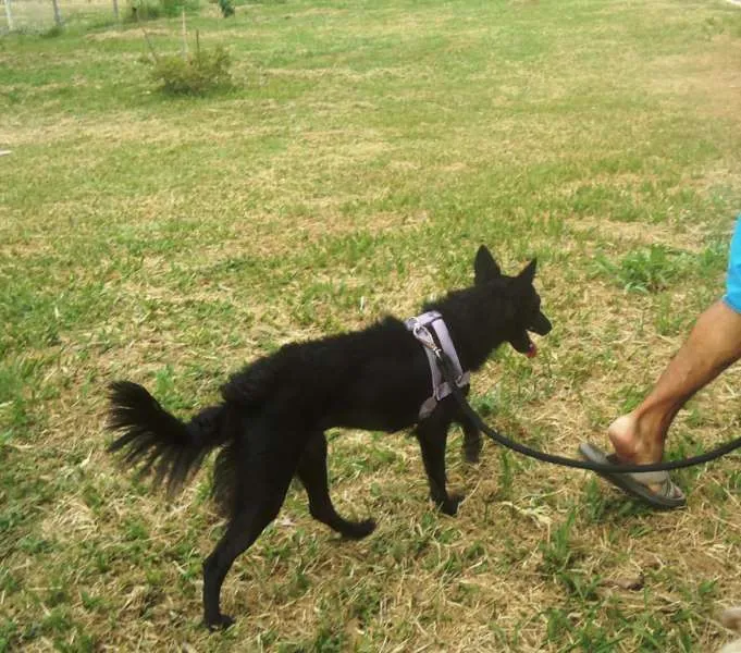 Cachorro ra a SRD idade 2 anos nome Irina