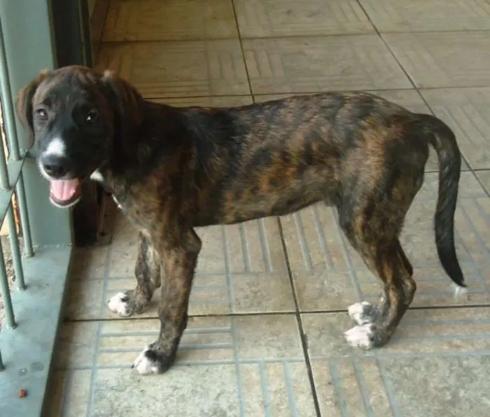 Cachorro ra a SRD idade 2 a 6 meses nome Thomas