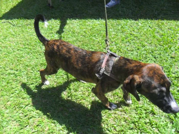 Cachorro ra a SRD idade 2 a 6 meses nome Thomas