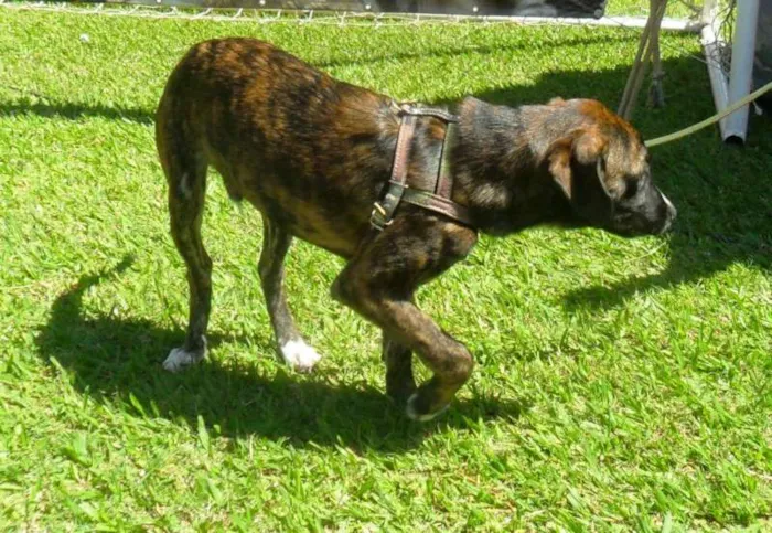 Cachorro ra a SRD idade 2 a 6 meses nome Thomas