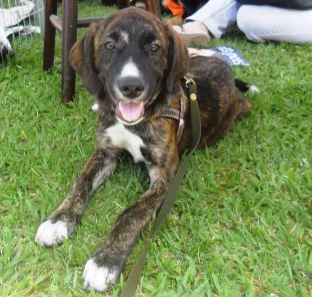 Cachorro ra a SRD idade 2 a 6 meses nome Thomas