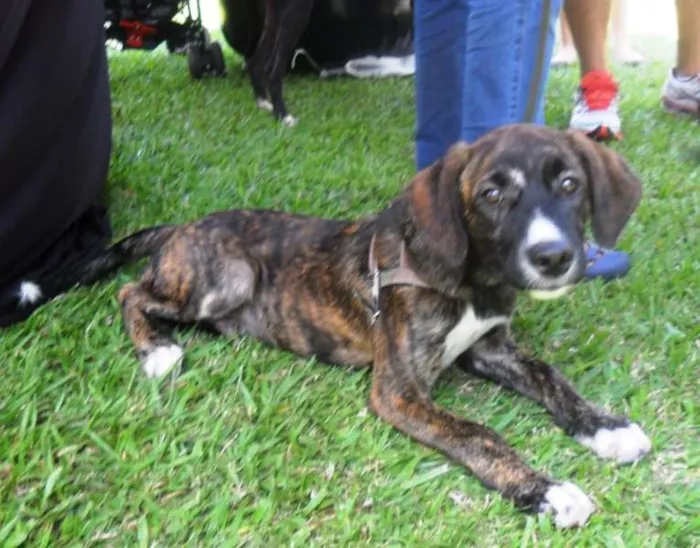 Cachorro ra a SRD idade 2 a 6 meses nome Thomas