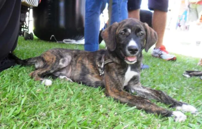 Cachorro ra a SRD idade 2 a 6 meses nome Thomas