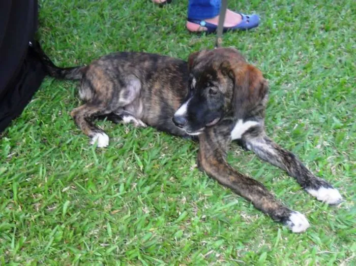 Cachorro ra a SRD idade 2 a 6 meses nome Thomas