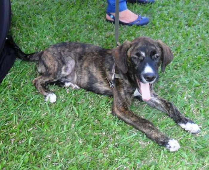 Cachorro ra a SRD idade 2 a 6 meses nome Thomas