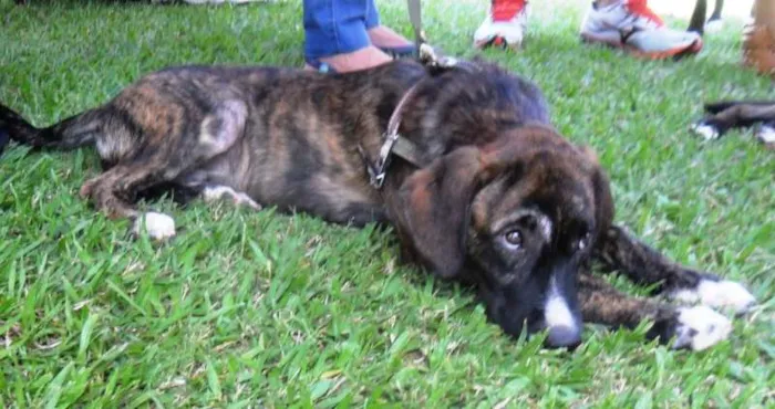 Cachorro ra a SRD idade 2 a 6 meses nome Thomas