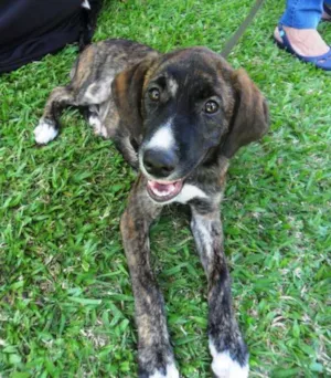 Cachorro raça SRD idade 2 a 6 meses nome Thomas
