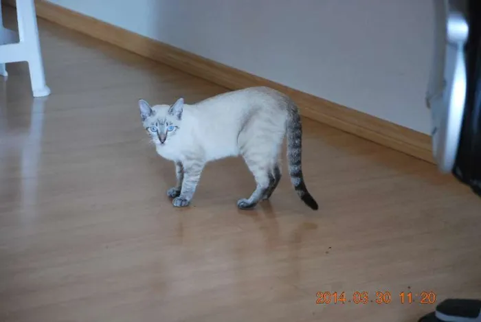 Gato ra a SRD idade 2 a 6 meses nome Mey