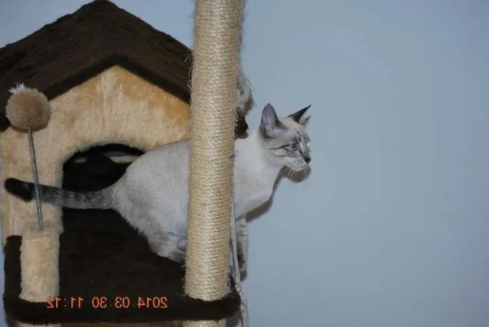 Gato ra a SRD idade 2 a 6 meses nome Mey