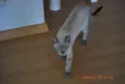 Mey