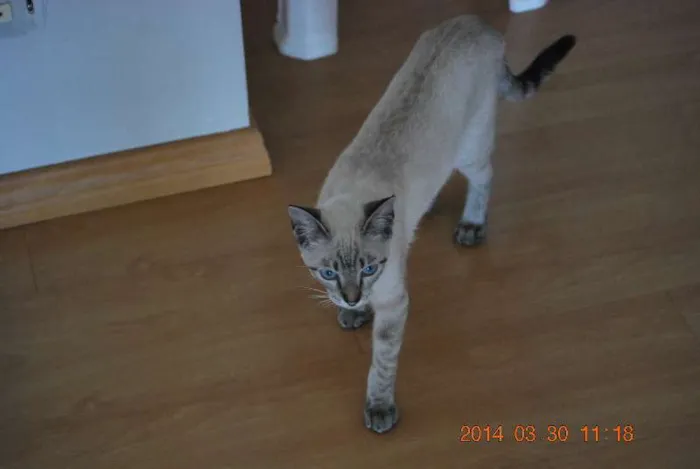 Gato ra a SRD idade 2 a 6 meses nome Mey