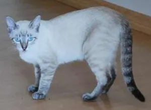 Gato raça SRD idade 2 a 6 meses nome Mey