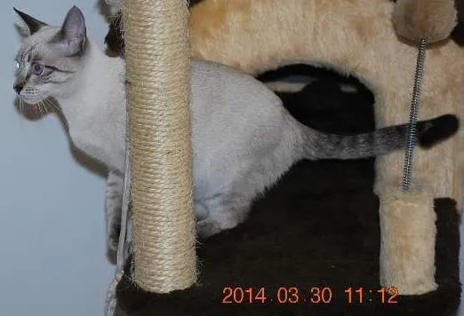 Gato ra a SRD idade 2 a 6 meses nome Mey