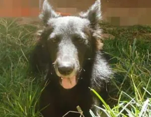 Cachorro raça SRD idade 2 anos nome Irina