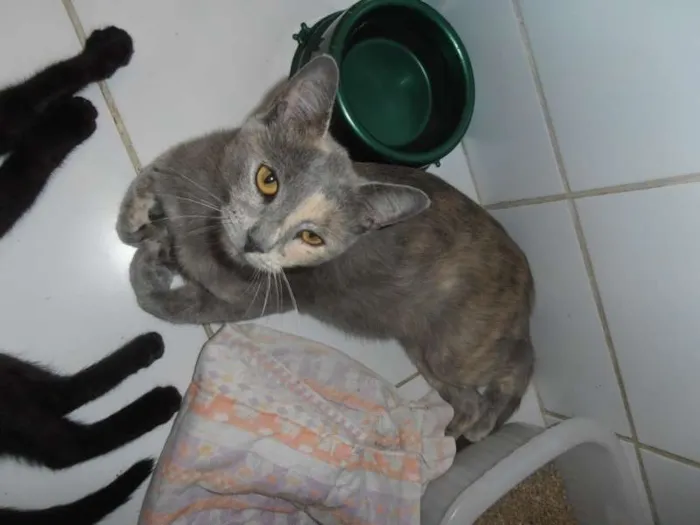 Gato ra a srd idade 1 ano nome Godiva