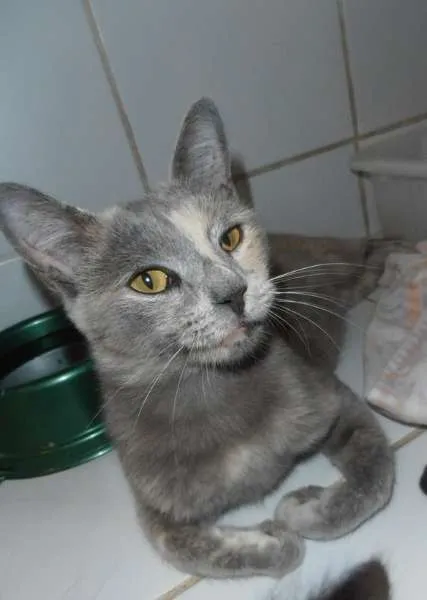 Gato ra a srd idade 1 ano nome Godiva