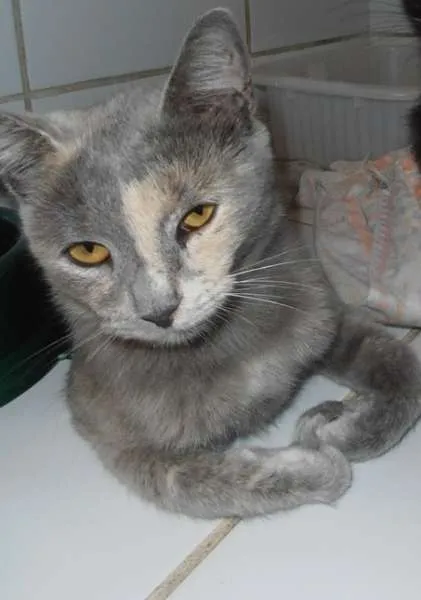 Gato ra a srd idade 1 ano nome Godiva