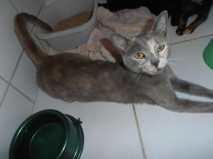 Gato ra a srd idade 1 ano nome Godiva
