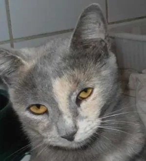 Gato raça srd idade 1 ano nome Godiva