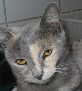 Gato ra a srd idade 1 ano nome Godiva