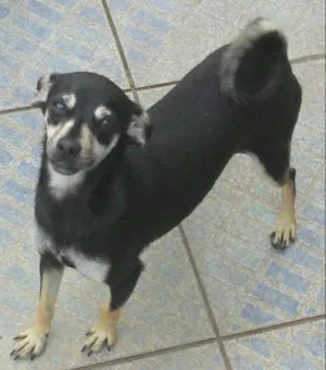 Cachorro raça SRD idade 1 ano nome Pucka