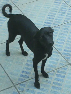 Cachorro raça SRD idade 1 ano nome Milinha