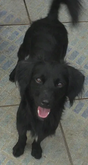 Cachorro raça SRD idade 1 ano nome Boss