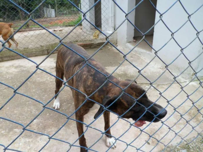 Cachorro ra a SRD idade 6 ou mais anos nome NESTOR