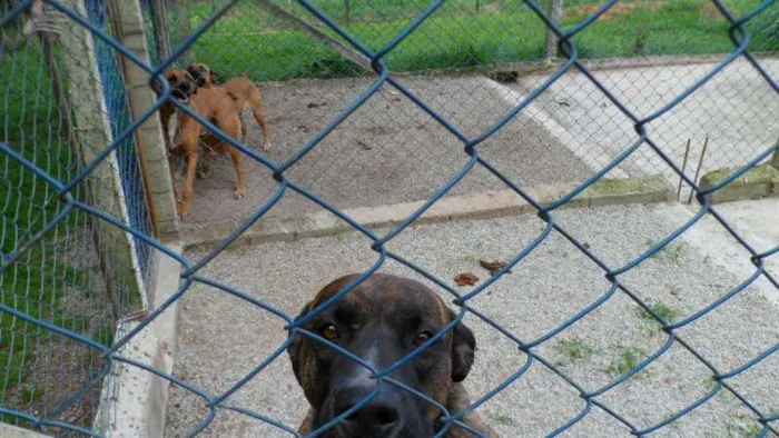 Cachorro ra a SRD idade 6 ou mais anos nome NESTOR
