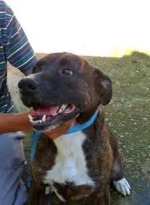Cachorro ra a SRD idade 6 ou mais anos nome NESTOR