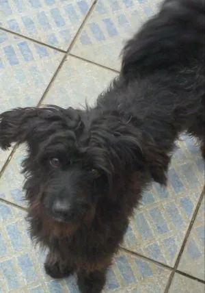 Cachorro raça SRD idade 1 ano nome Dado