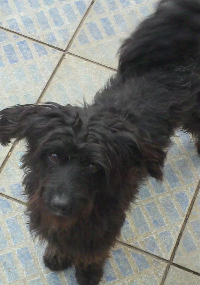 Cachorro ra a SRD idade 1 ano nome Dado