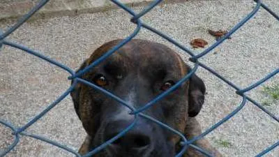Cachorro ra a SRD idade 6 ou mais anos nome NESTOR