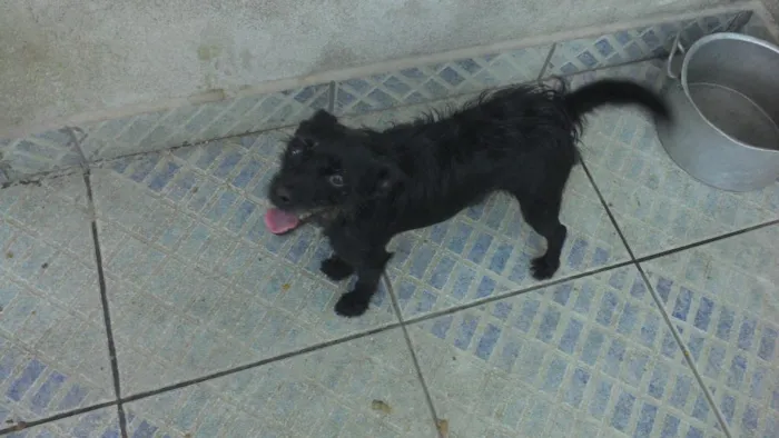 Cachorro ra a SRD idade 2 anos nome Neguinha
