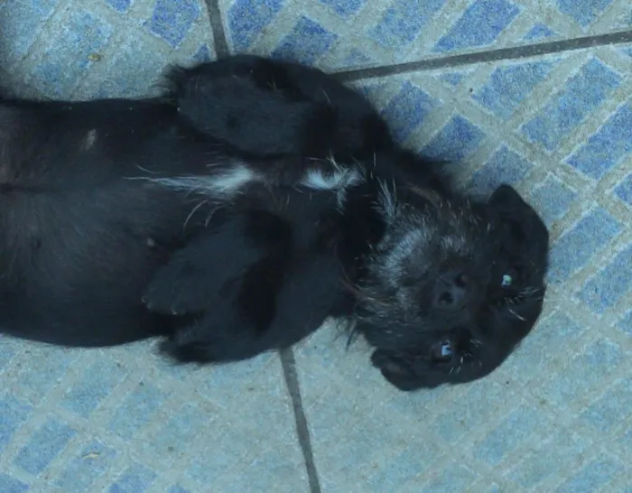 Cachorro ra a SRD idade 2 anos nome Neguinha