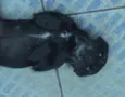 Neguinha