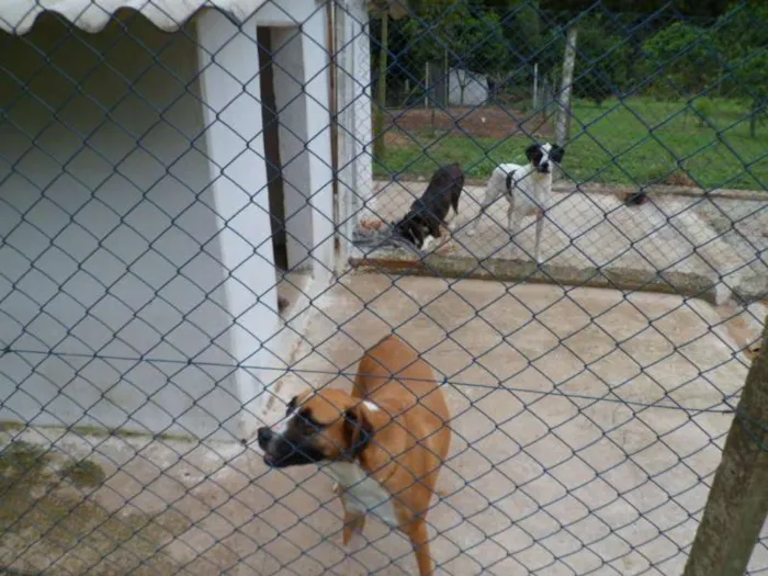Cachorro ra a SDR idade 6 ou mais anos nome IGOR 