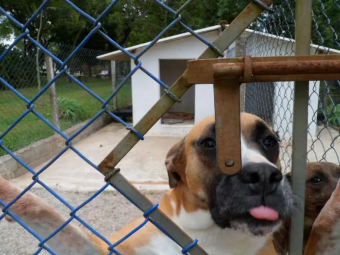 Cachorro ra a SDR idade 6 ou mais anos nome IGOR 