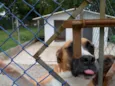 IGOR
