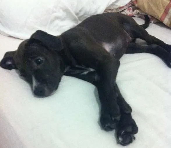 Cachorro raça Sem raça idade Abaixo de 2 meses nome Linda