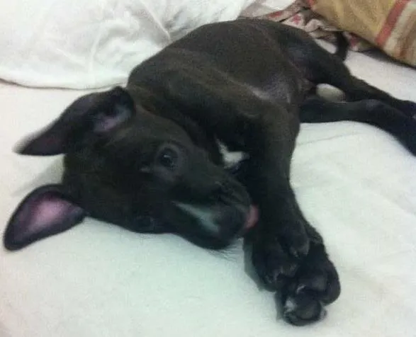 Cachorro raça Sem raça idade Abaixo de 2 meses nome Linda