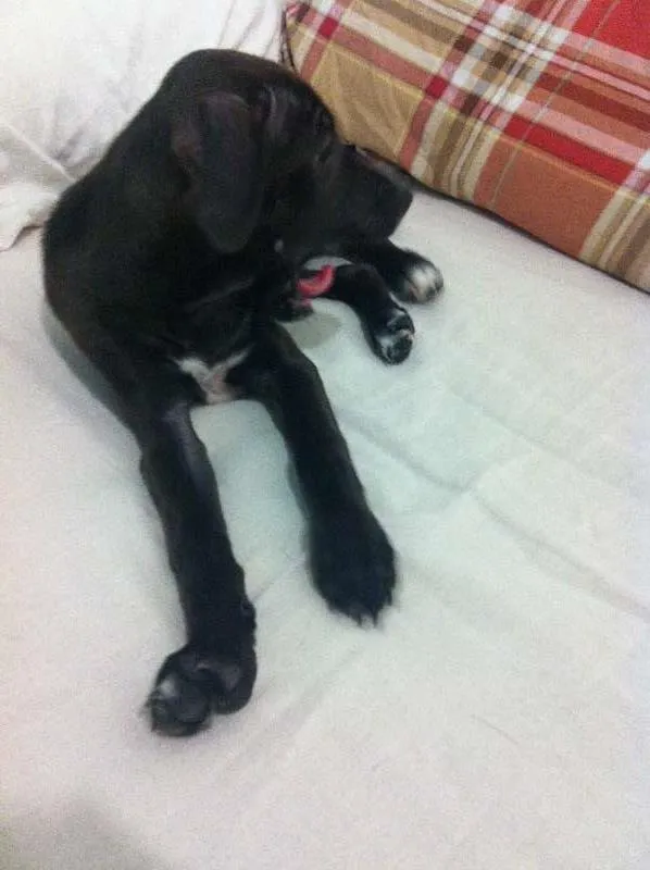 Cachorro raça Sem raça idade Abaixo de 2 meses nome Linda