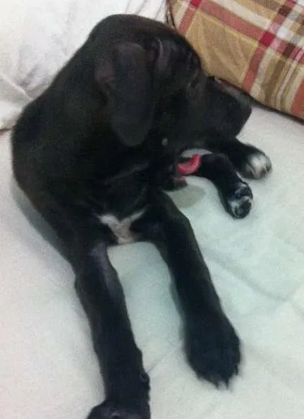 Cachorro raça Sem raça idade Abaixo de 2 meses nome Linda