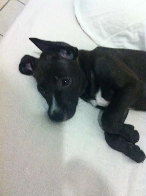 Cachorro raça Sem raça idade Abaixo de 2 meses nome Linda