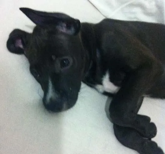 Cachorro raça Sem raça idade Abaixo de 2 meses nome Linda