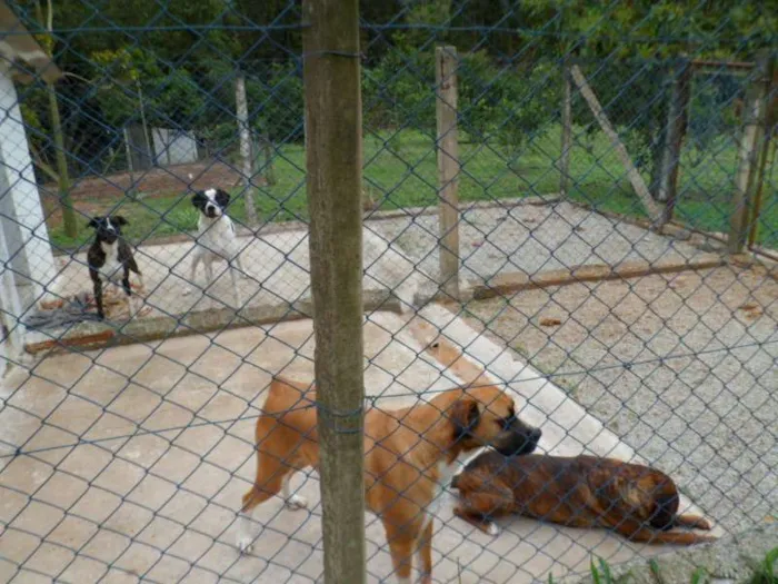 Cachorro ra a SDR idade 6 ou mais anos nome IGOR 
