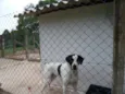CHICÃO