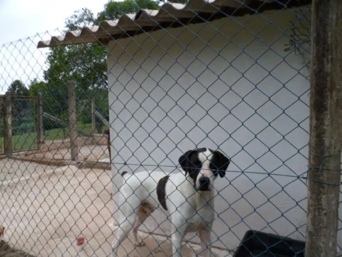 Cachorro ra a SDR idade 6 ou mais anos nome CHICÃO