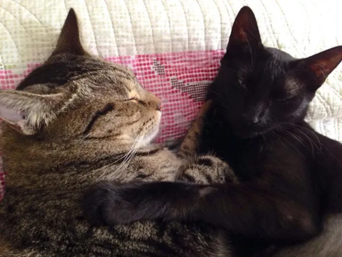 Gato ra a SRD idade 1 ano nome Antonella